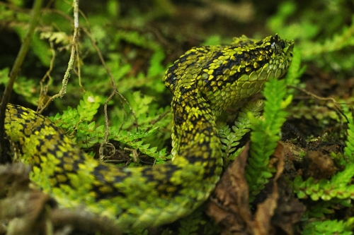 Highland Eyelash-Pitviper, Bothriechis schlegelii