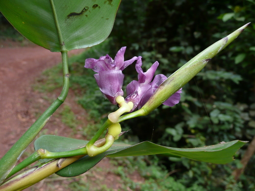 Hypselodelphys violacea