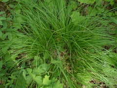 Carex montana
