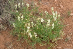 Astragalus praelongus