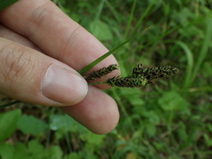 Carex hartmanii