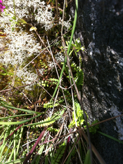 Asplenium trichomanes trichomanes
