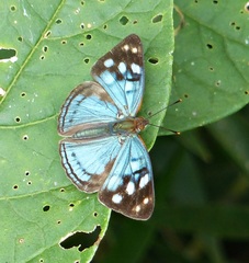 Dynamine tithia tithia