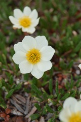 Dryas