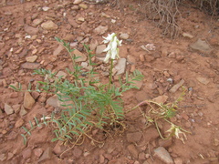 Astragalus praelongus