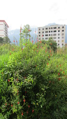 Stachytarpheta mutabilis