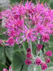 Adenostyles leucophylla