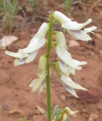 Astragalus praelongus