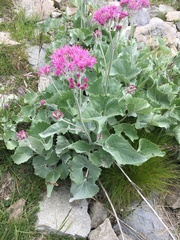 Adenostyles leucophylla