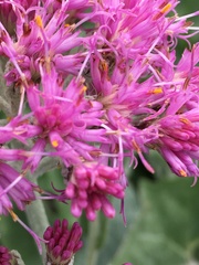 Adenostyles leucophylla