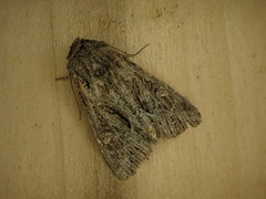 Ulolonche orbiculata