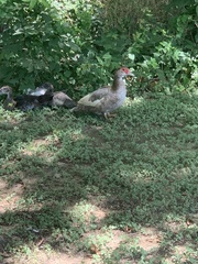 Cairina moschata domestica