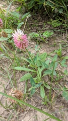 Trifolium ambiguum