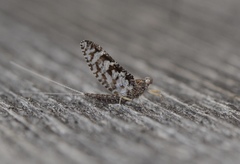 Callibaetis ferrugineus hageni