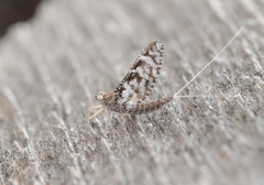 Callibaetis ferrugineus hageni