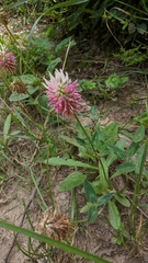 Trifolium ambiguum