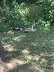 Cairina moschata domestica