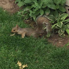 Sciurus carolinensis