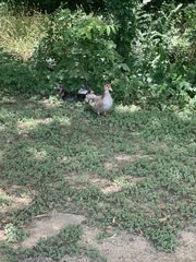 Cairina moschata domestica