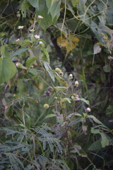 Lippia myriocephala