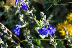 Salvia chamaedryoides