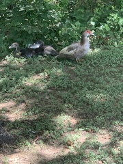 Cairina moschata domestica