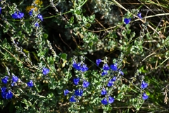 Salvia chamaedryoides