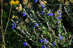 Salvia chamaedryoides