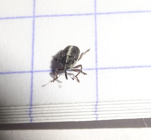 Oprohinus suturalis