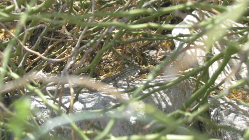 iNaturalist observation photo of Western Side-blotched Lizard