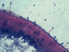 Phanerochaete sordida