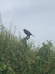 Euphagus cyanocephalus