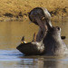 Hippopotamus - Photo (c) Arno Meintjes, some rights reserved (CC BY-NC)