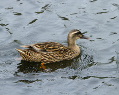 Anas platyrhynchos × wyvilliana
