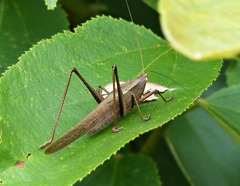 Neoconocephalus finitimus