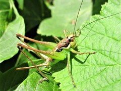 Pachytrachis gracilis