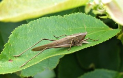 Neoconocephalus finitimus