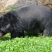 Indochinese Black Bear - Photo (c) Luca Napelo, some rights reserved (CC BY), uploaded by Luca Napelo