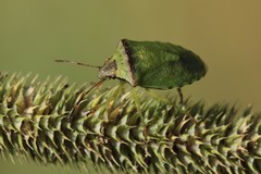 Thyanta calceata