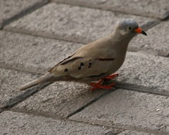 Columbina cruziana