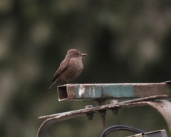 Pyrocephalus rubinus obscurus