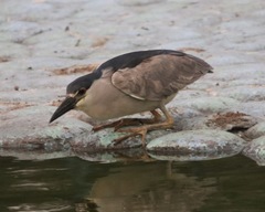 Nycticorax nycticorax