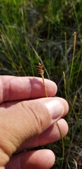 Carex exilis