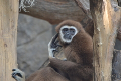 Lar Gibbon photo 2