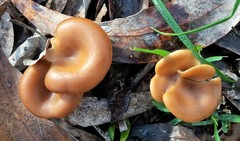 Singerocybe clitocyboides