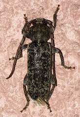 Trichoferus