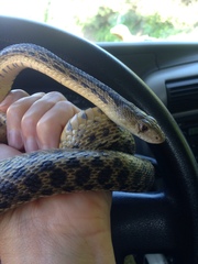 Pituophis catenifer annectens