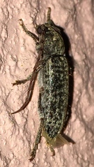Trichoferus
