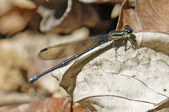 Argia oculata