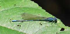 Argia oculata